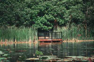 Reflection of trees in lake