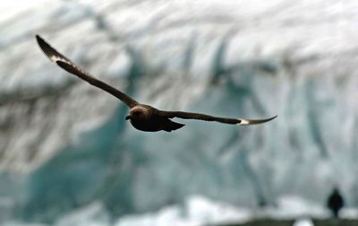 Seagull flying in sky