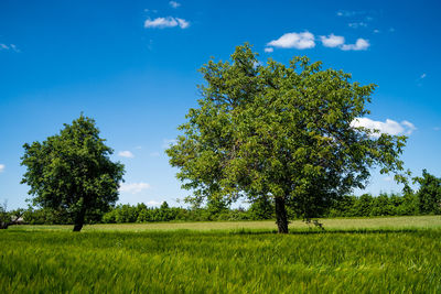 Trees on field against blue sky