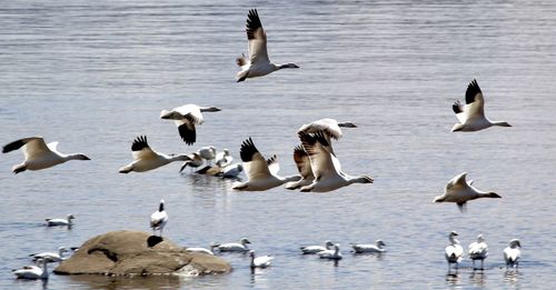 Birds flying over sea