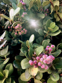 Close-up of pink flowering plant