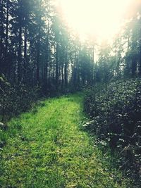 Sun shining through trees on grassy field