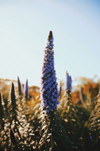 Close-up of flowering plants growing on field against sky during sunny day