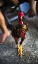 Midsection of person feeding bird