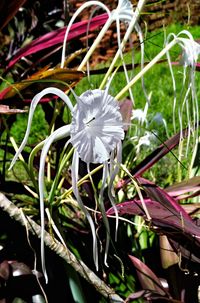 Close-up of flower growing in water