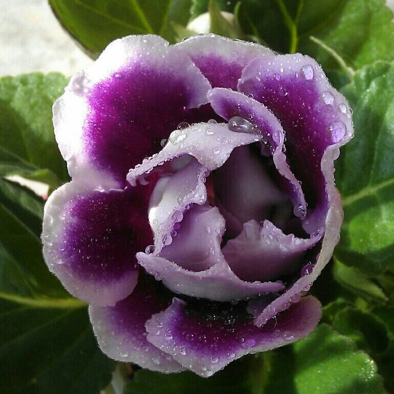 flower, drop, freshness, petal, water, wet, flower head, fragility, close-up, beauty in nature, rose - flower, growth, focus on foreground, blooming, dew, nature, plant, raindrop, single flower, purple