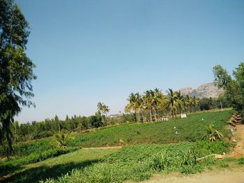 Low angle view of trees against clear sky