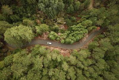 High angle view of road amidst trees