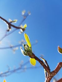 Low angle view of flowers against blue sky