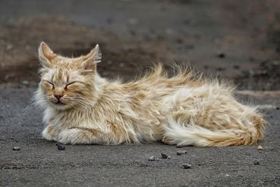 Close-up of cat sitting outdoors