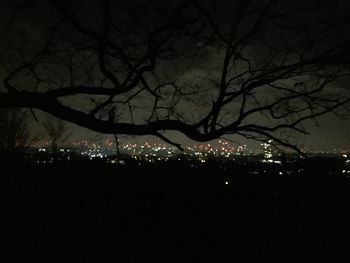 Low angle view of silhouette trees against sky at night