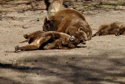 Two dogs lying on land
