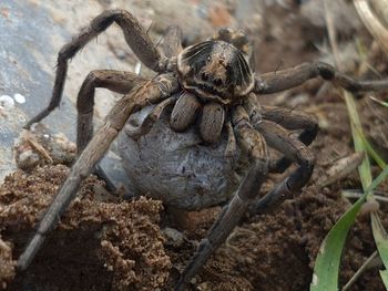 Close-up of spider