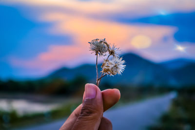 Close-up of hand holding dandelion against white background