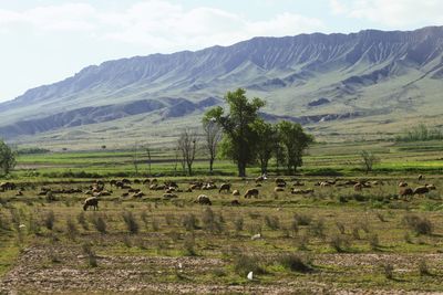 Scenic view of trees on field against mountains