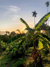 Plants growing on field against sky
