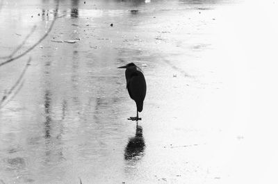 Bird perching on lake