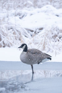 Bird on snow covered land