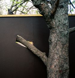 Low angle view of cross on tree trunk