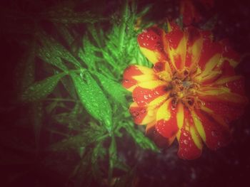 Close-up of red flowers