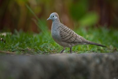 Close-up of bird perching on leaf