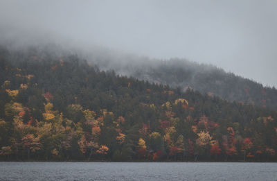 Scenic view of forest against sky during autumn