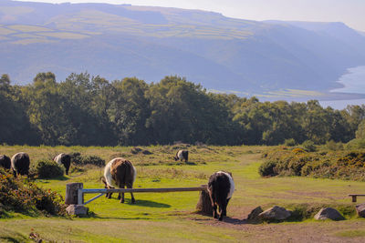 Belted  galloway ccows grazing in a field