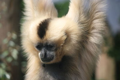 Golden cheek gibbon close-up