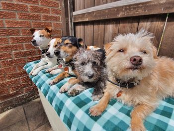 High angle view of dog relaxing outdoors