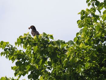 Low angle view of bird perching on a plant