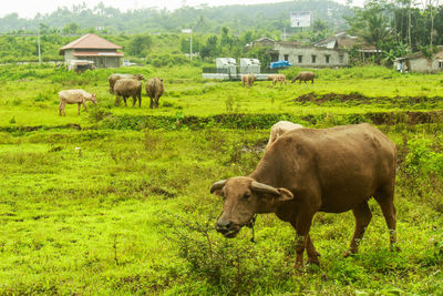 Cows in a field