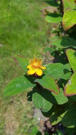 Close-up of butterfly pollinating on flower