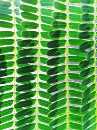 Full frame shot of green leaves