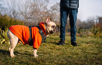 Low section of man with french bulldog dog playing in park