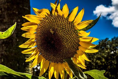 Close-up of sunflower blooming against sky