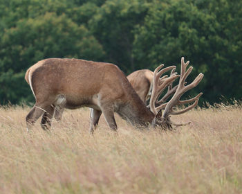 Stag grazing in a field