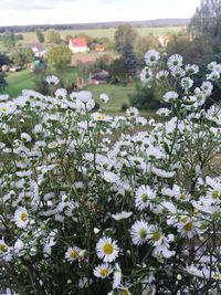 Close-up of white flowers blooming outdoors