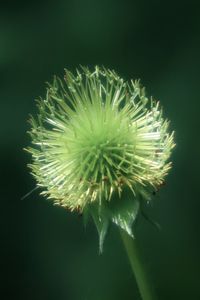 Close-up of dandelion on plant