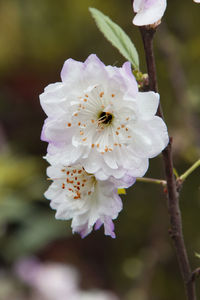 Close-up of insect on flower