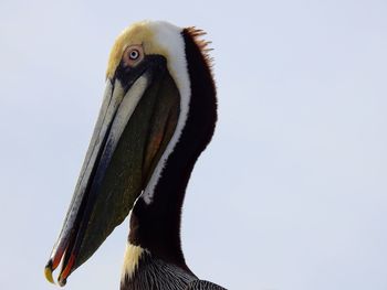 Close-up of eagle against clear sky