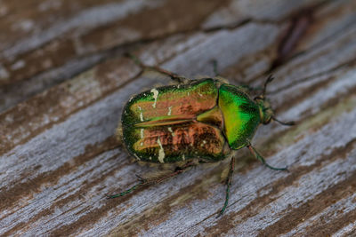 Close-up of beetle on table