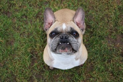 High angle view of a dog