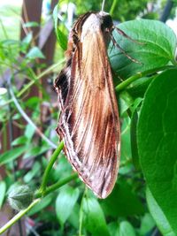 Close-up of butterfly