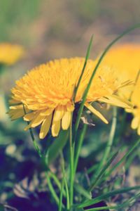 Close-up of yellow flowering plant on field