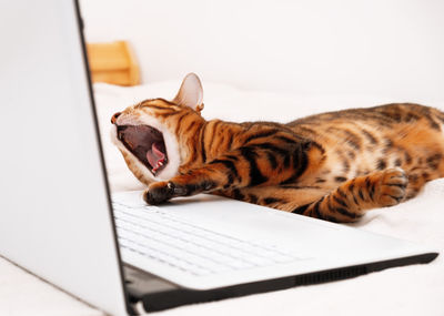 Close-up of cat with open mouth, yawning, lying on keyboard, laptop, on cozy bed in modern interior
