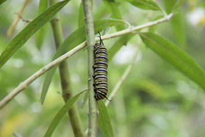 Close-up of insect on plant