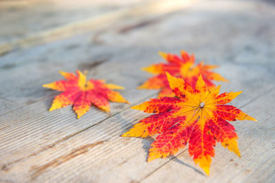 Close-up of maple leaves on table