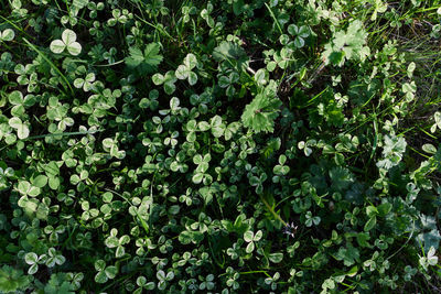 Full frame shot of plant