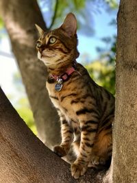 Close-up of cat sitting on tree trunk