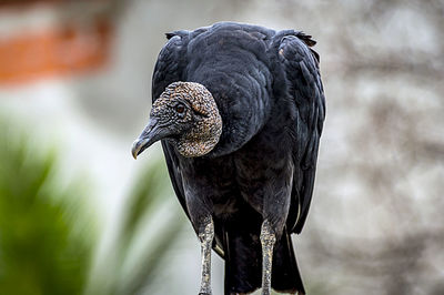 Close-up of owl perching outdoors